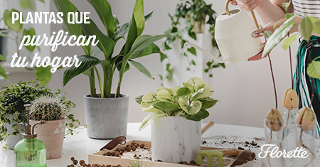 Plantas que purifican tu hogar - Florette